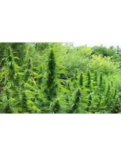 Green Mountain Grape Regular 2