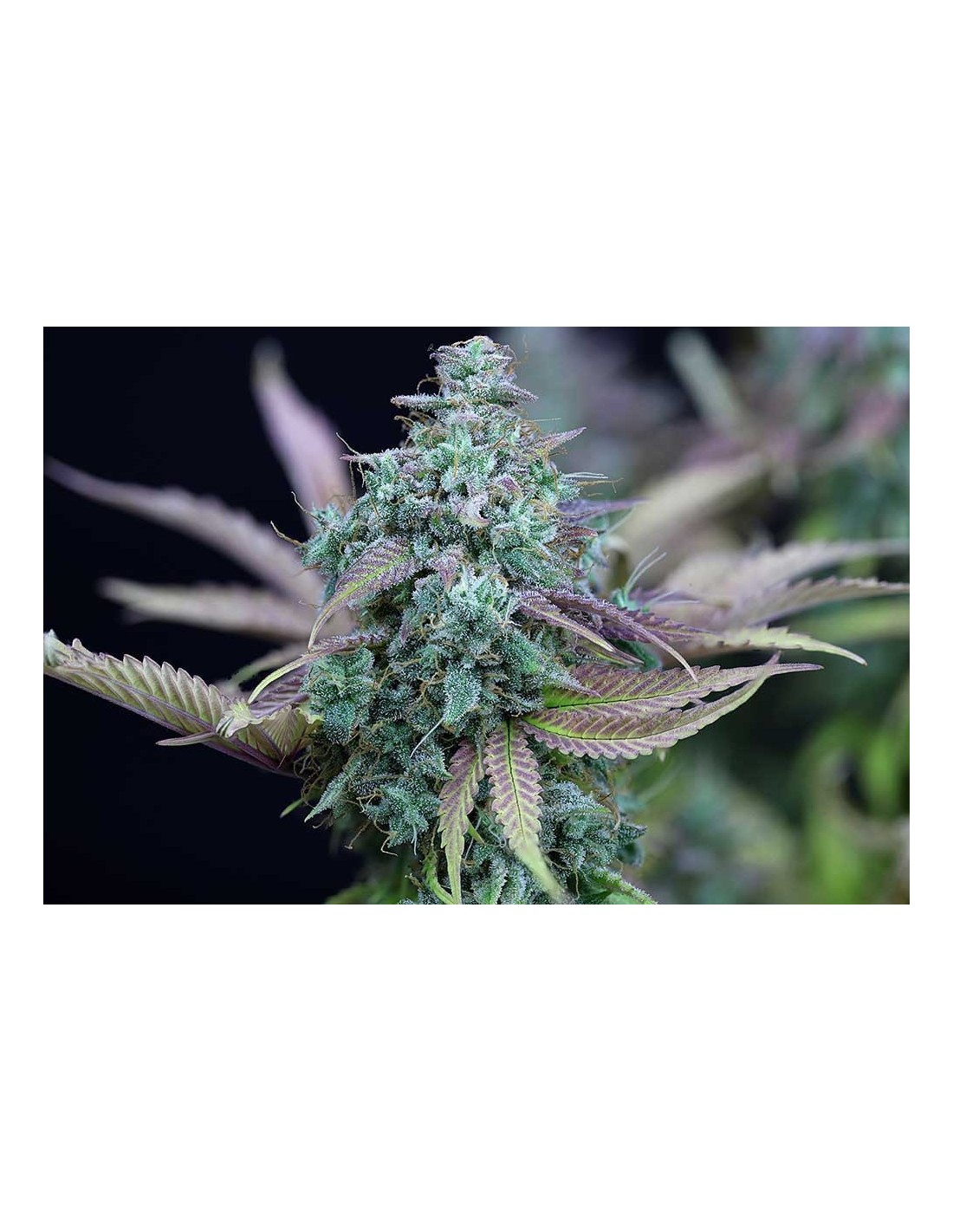 Strawberry Cheesecake Auto Oaseeds