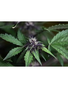 Pink Kush CBD 30:1 Auto 2