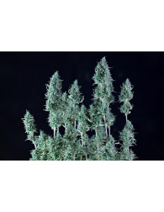 Alaskan Purple Auto 2