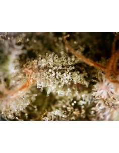 Critical Purple Punch 2