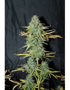 High-THC Collection Auto 2