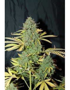 Beginner Collection Auto 2