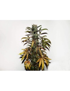 Early Durban Regular 2