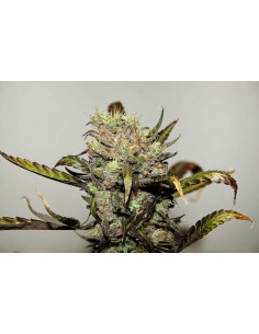 Early Durban Regular