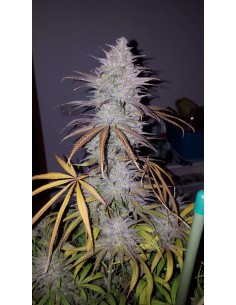 Cream & Cheese CBD 1:1 2