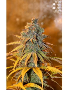 Critical Purple Kush 2