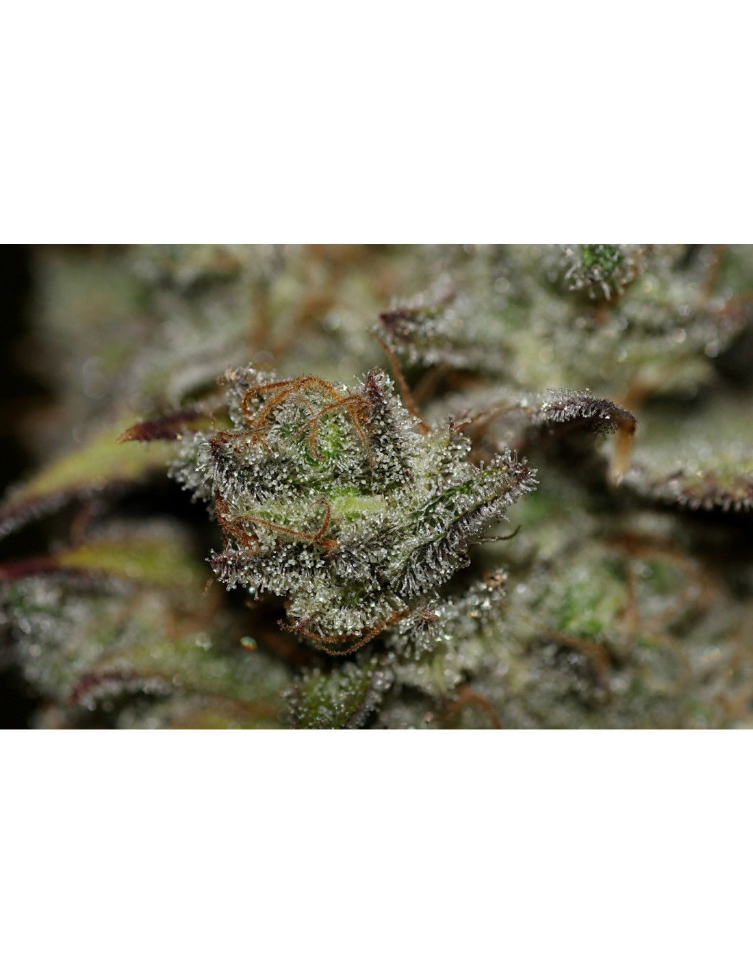 Critical Purple Kush Oaseeds