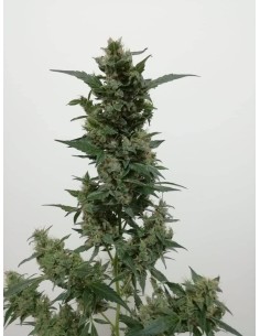 Violet Wonder Auto