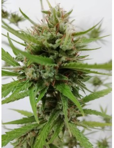 West Coast Bubbles Auto