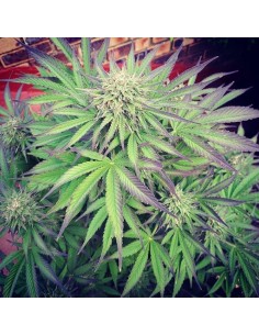 Orbital G Diesel (O.G.D)