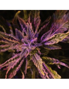 Doctor's Choice Auto