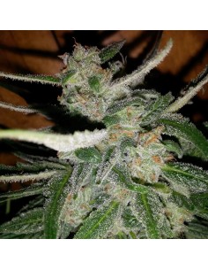 Doctor's Choice Auto 2