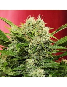 Chronic Ryder Auto 2