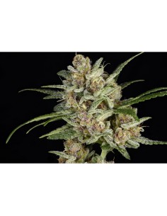 Super Mad Sky Floater 2