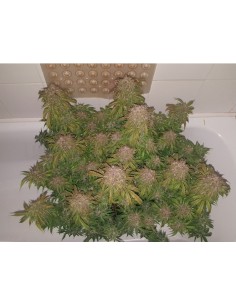 Fat Pete's Cookies Auto 2