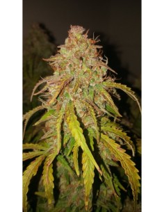 Fat Pete's Cookies Auto