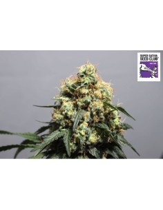 Bruce Lemon Diesel 2