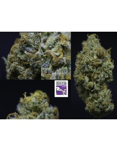 Golden Apple Haze Regular 2