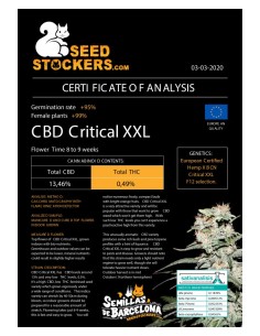CBD Critical XXL 2