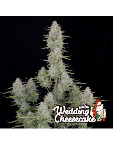 Wedding Cheesecake Auto von FastBuds Seeds Hanfsamen | Oaseeds