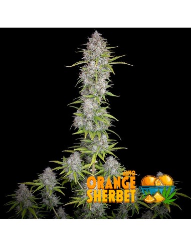 Orange Sherbet Auto by FastBuds Seeds