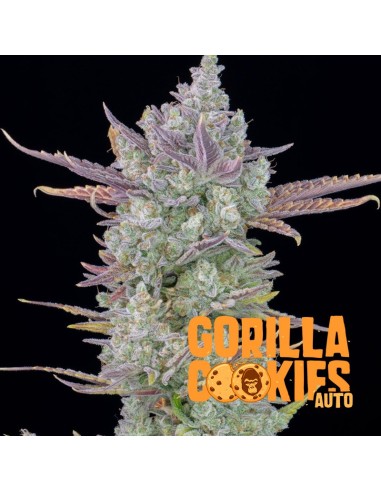 Gorilla Cookies Auto (FastBuds Seeds) Autoflowering Seeds