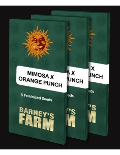 Mimosa x Orange Punch by Barney's Farm Seeds 2