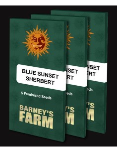 Blue Sunset Sherbert by Barney's Farm Seeds 2