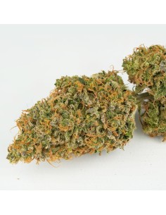 Auto Mokum's Tulip 2