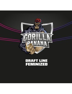 Gorilla Banana 2