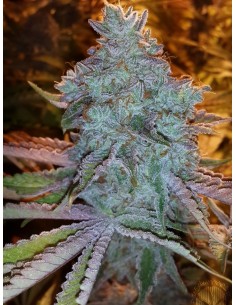 Girl Scout Cookies 2