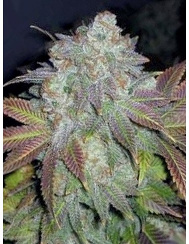 Buy Jamaican OG from The Cali Connection - Oaseeds