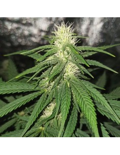 Pineapple Bubblegum 2