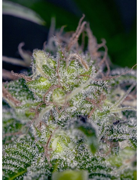 Bellini (The Cali Connection) Feminized Seeds | On Sale!