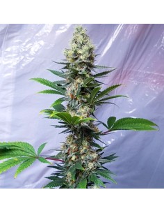 Critical Banana Smoothie