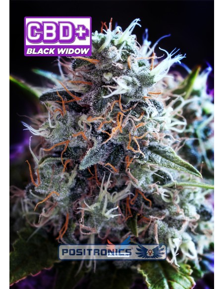 CBD + Black Widow