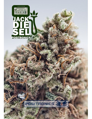 Jack Diesel (Positronics Seeds) Semillas Feminizadas