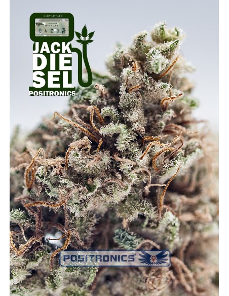 Jack Diesel (Positronics Seeds) Feminized Seeds | On Sale!