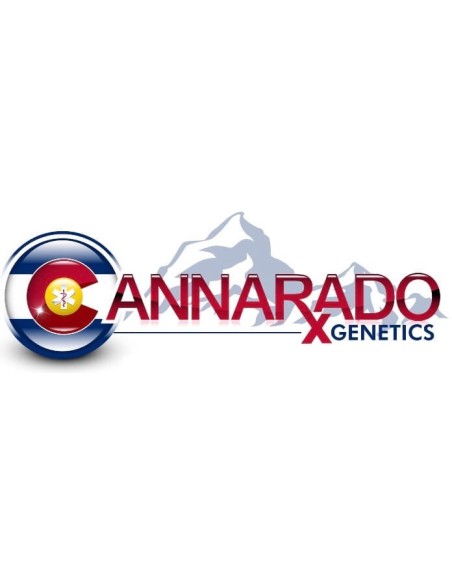 FREE Meat Pie - Cannarado Genetics (3FEM)