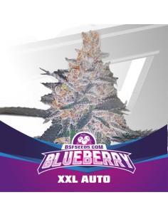 Blueberry XXL Auto