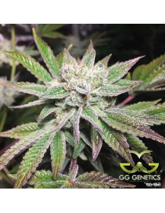 Original Glue (GG4) 2