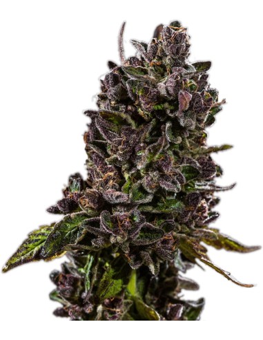 Free Zkittlez by Hypno Seeds