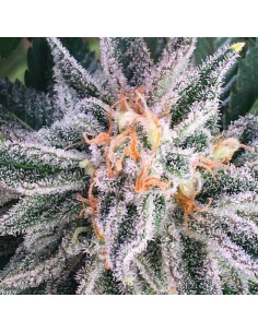 Orange Blossom Fizz 2