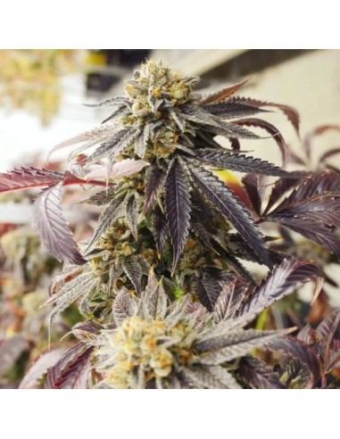 SargeBlossom Haze F2