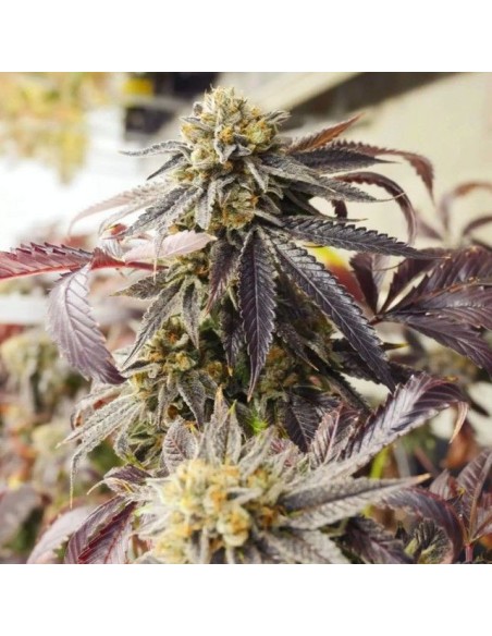 SargeBlossom Haze F2