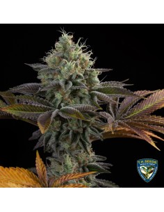 French Cookies 710 Special Pack 2