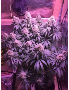 Auto Black Domina XL 2