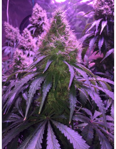 Auto Black Domina XL
