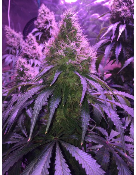 Auto Black Domina XL